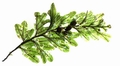 Hymenophyllum maderense East #02.jpg