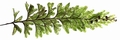 Hymenophyllum maderense levada #01.jpg