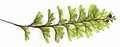 Hymenophyllum maderense levada #03.jpg