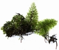Hymenophyllum tunbrigense.jpg