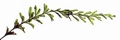 Hymenophyllum wilsonii #01.jpg