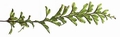 Hymenophyllum wilsonii #04.jpg