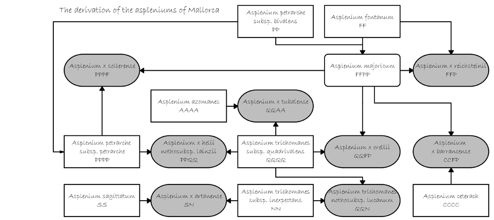 n__the_derivation_of_the_aspleniums_of_mallorca.jpg
