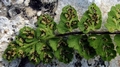 Asplenium petrarchae ssp. petrarchae 0009.jpg