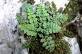 Asplenium petrarchae ssp. petrarchae 0046.jpg