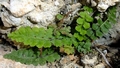 Asplenium petrarchae subsp. petrarchae A04.jpg