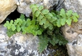 Asplenium petrarchae subsp. petrarchae E02.jpg