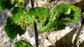 Asplenium petrarchae subsp. petrarchae E06.jpg