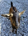 Friendly goat B09.jpg