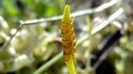 Ophioglossum lusitanicum C10.jpg