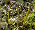 Ophioglossum lusitanicum C19.jpg