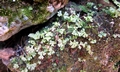 Anogramma leptophylla #01.jpg