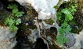 Anogramma leptophylla #02.jpg