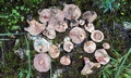 Edible mushrooms.jpg