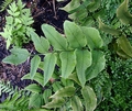 Cyrtomium macrophyllum #B.jpg