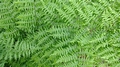 Dryopteris crispifolia detail #A.jpg