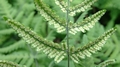 Gymnocarpium robertianum sporangia #D2.jpg