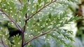 Leptolepia novae-zelandiae sporangia #E.jpg