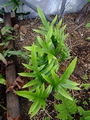Microsorum diversifolium #A.jpg