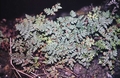 #24 Cheilanthes hispanica.jpg