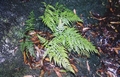 #28 Asplenium onopteris.jpg