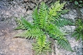 #29 Asplenium billotii.jpg
