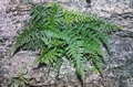 #30 Asplenium billotii.jpg