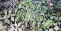 #38 Asplenium trichomanes.jpg