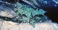 #69 Cheilanthes hispanica.jpg
