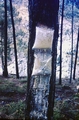 #72 pine resin tapping.jpg