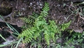 Asplenium billotii #021.jpg