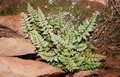 Asplenium billotii #092.jpg