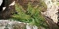 Asplenium billotii #110.jpg