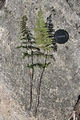 Asplenium billotii #116.jpg