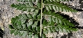 Asplenium billotii #119.jpg