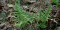 Asplenium onopteris #068.jpg