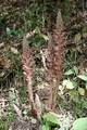 Broomrape  #065.jpg