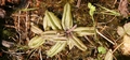 Butterwort  #151.jpg