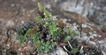 Cheilanthes hispanica #075.jpg