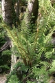 Dryopteris affinis #071.jpg