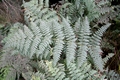 Dryopteris guanchica #047.jpg