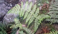 Dryopteris guanchica #142.jpg
