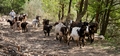 Goats #060.jpg