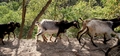 Goats #063.jpg