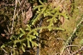 Lycopodium clavatum #148.jpg