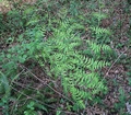 Osmunda regalis #029.jpg
