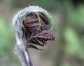 Osmunda regalis #136.jpg