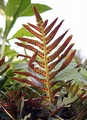 Polypodium cambricum #094.jpg