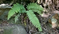 Polystichum setiferum #070.jpg