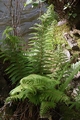 Polystichum setiferum #074.jpg